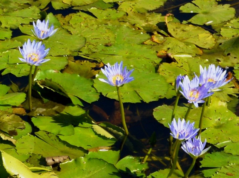 DSC_0008crop.jpg - Eidsvold; lilies