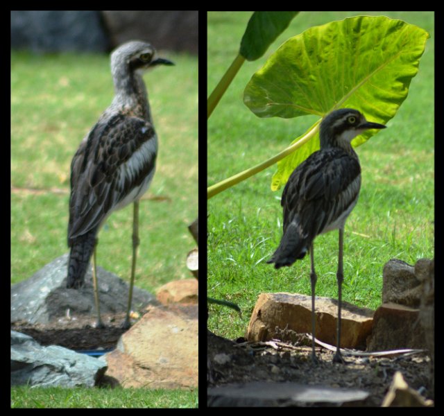 12Airlie2.jpg - At the caravan park, Bush Stone-Curlew