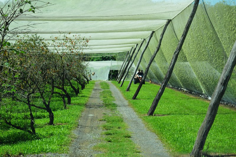 DSC_0023.JPG - Driving out to the road through the covered orchard