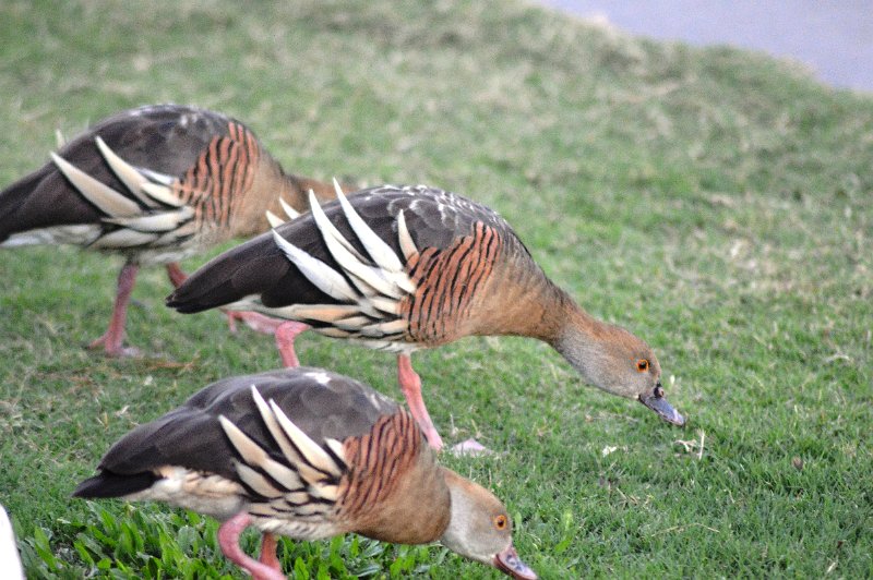 DSC_0047.JPG - At the caravan park, Plumed Whistling-Ducks