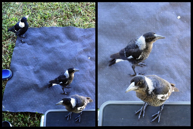 04Bowen2.jpg - Australian Magpies (page 424) looking for a free meal. One adult and two juveniles