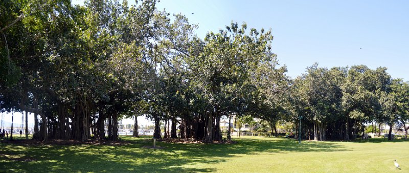 09TvillePan05.JPG - Townsville; The Strand, Fig Trees