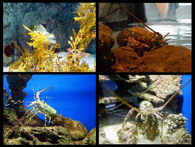 06TvilleJoy.jpg - Townsville; Great Barrier Reef Aquarium (Reef HQ)