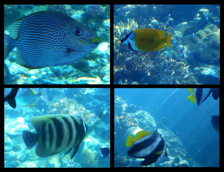 06TvilleJoy2.jpg - Townsville; Great Barrier Reef Aquarium (Reef HQ)