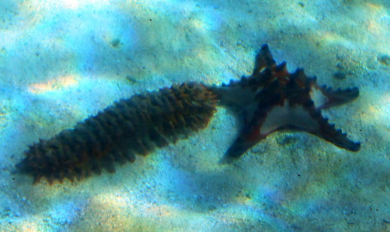 DSCN1678.JPG - Townsville; Great Barrier Reef Aquarium (Reef HQ)