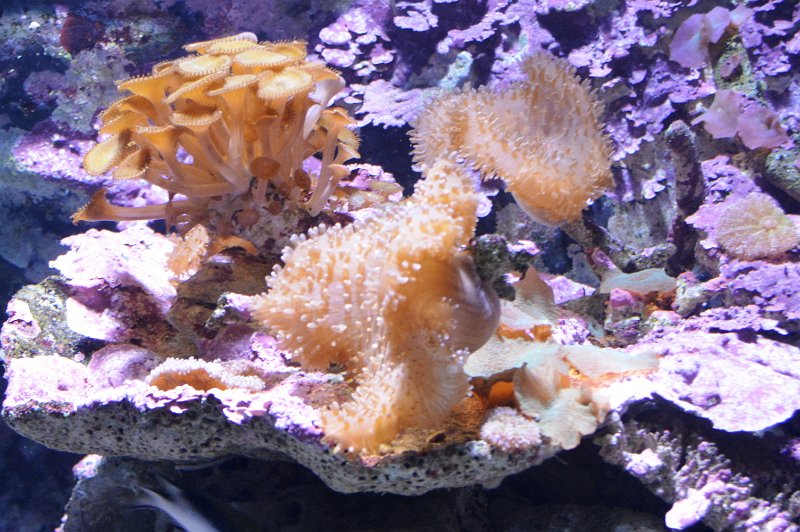 DSC_0105.JPG - Townsville; Great Barrier Reef Aquarium (Reef HQ)