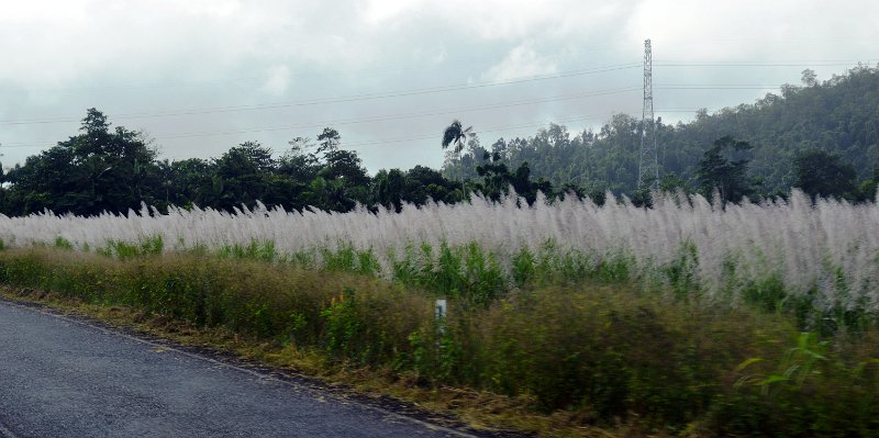 DSC_0007.JPG - South Johnstone region ready for sugar cane harvest