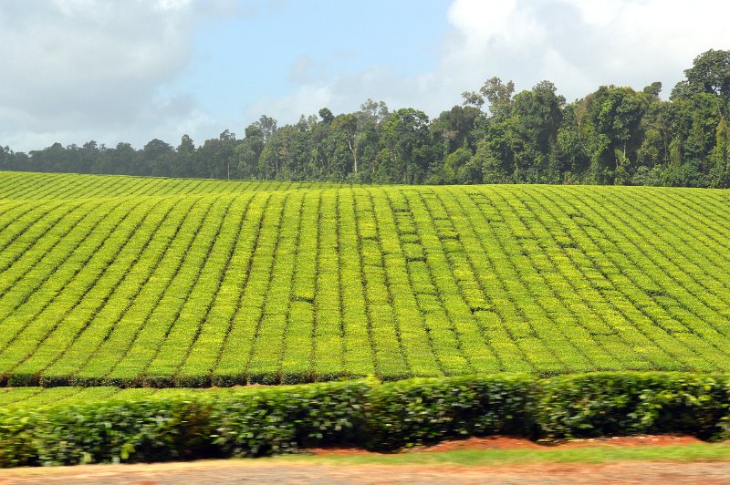 DSC_0035.JPG - Tea plantations in the North Johnstone region
