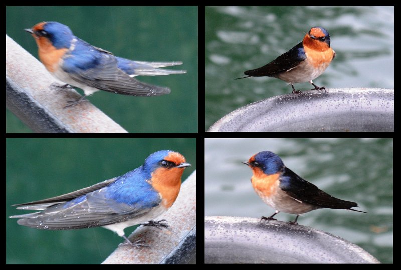 25Mareeba.jpg - Atherton Tablelands - The Crater Lakes NP - Lake Eacham, a pair of Welcome Swallows