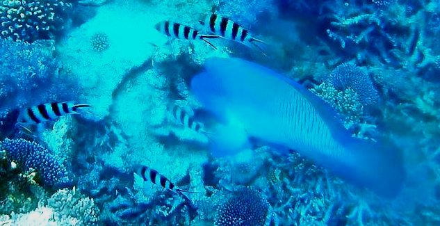 17crop.jpg - Snorkelling at Moore Reef - Wally