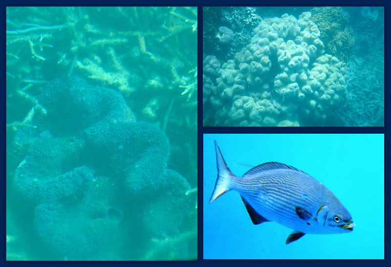30CairnsReef4.jpg - Moore Reef pontoon - Joy's glass bottom boat tour