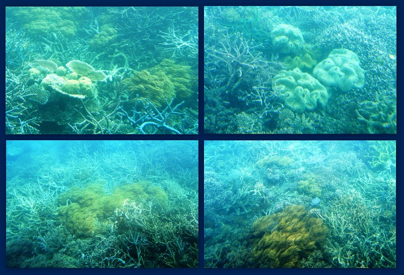 30CairnsReef7.jpg - Moore Reef pontoon - Joy's glass bottom boat tour
