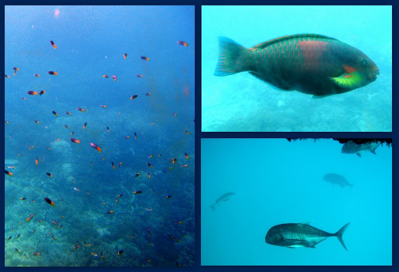 30CairnsReef9.jpg - Moore Reef pontoon - Joy's glass bottom boat tour