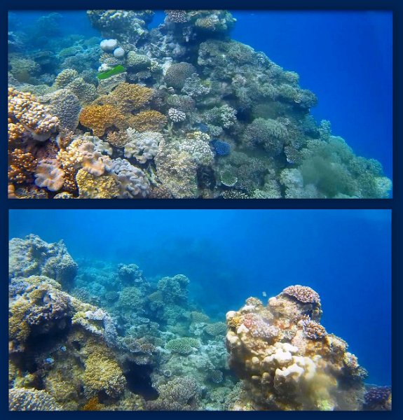 FromMovies10.jpg - Snorkelling at Moore Reef