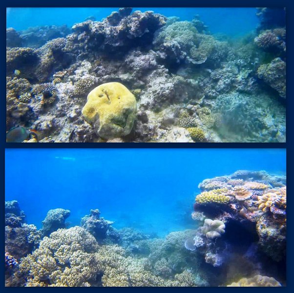 FromMovies2.jpg - Snorkelling at Moore Reef
