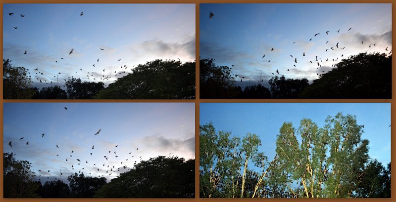 04ToCoen26.jpg - Peninsula Development Road (PDR) - a Flying Fox nesting area at Coen hotel park