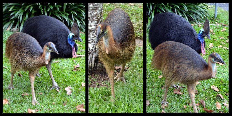 11ToEttyBay27.jpg - Cassowary Coast - Etty Bay; Southern Cassowaries foraging in the park
