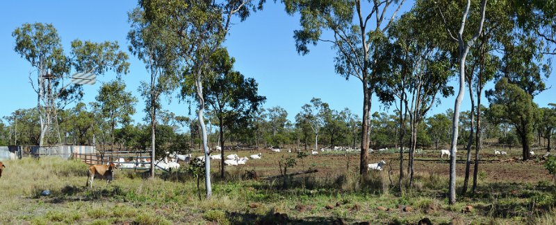 17GvalePan03.JPG - Gregory Development Road - Droughmaster cattle