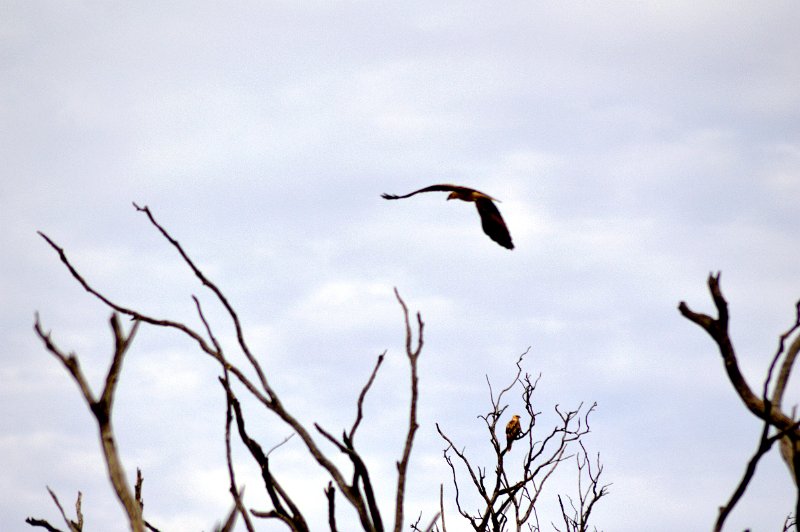 DSC_0030.JPG - Whistling Kite (page 144)