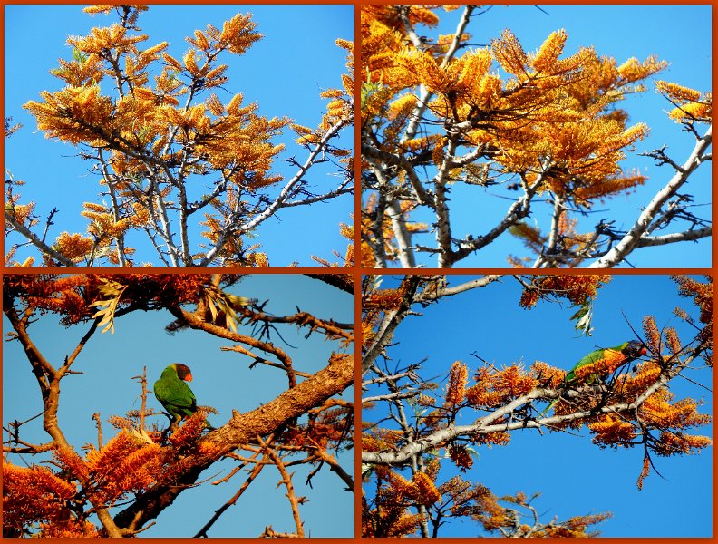 011.jpg - Spring shoots and colours before we left home - Flowering Silky Oak
