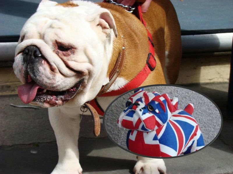 Bulldog.jpg - Tenby - very British