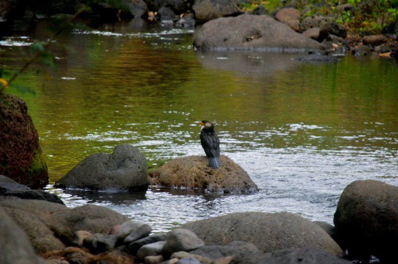 DSC_1202.JPG - Albert River near "Lost World". Pied Cormorant